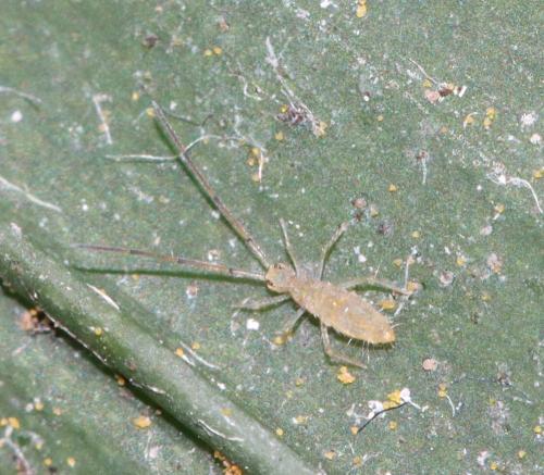 Réf. 309 211 : Paronellinae inconnu